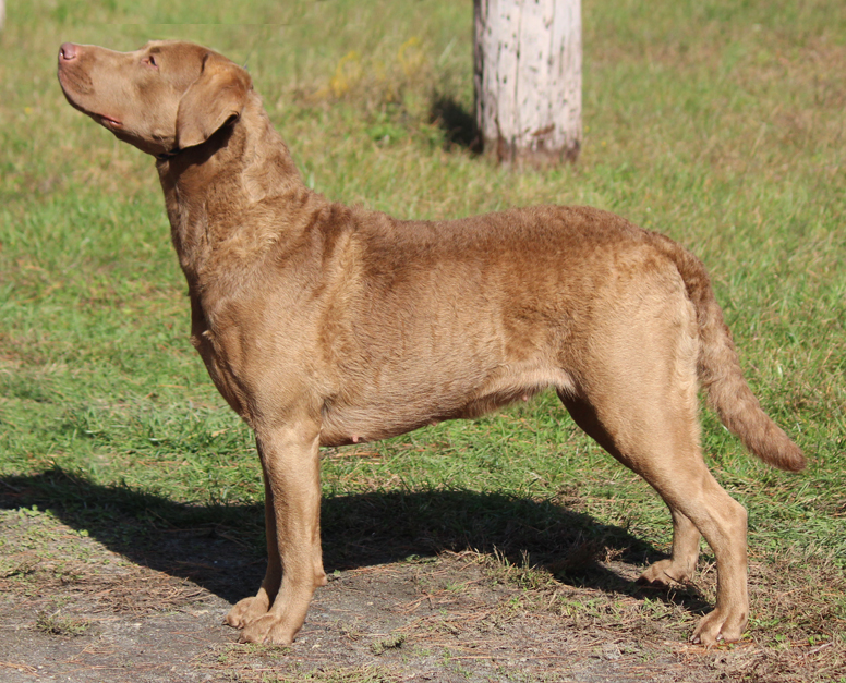 caroway chesapeake bay retrievers