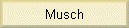 Musch
