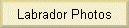 Labrador Photos