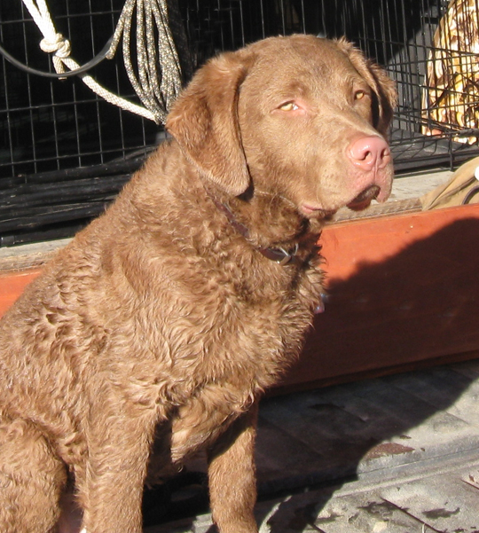 chesapeake bay retriever lab mix